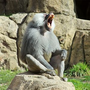 Hamadryas baboon