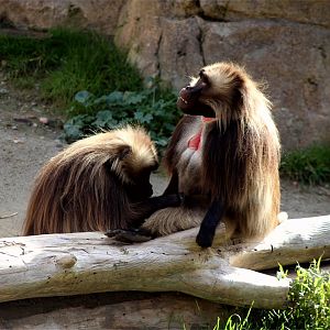 Gelada
