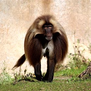 Gelada