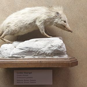 Moonrat, Natural History Museum Vienna