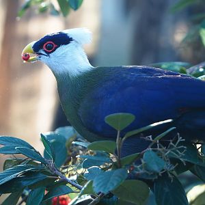 White-crested turaco (Tauraco leucolophus) eating berries, 2019-12-30