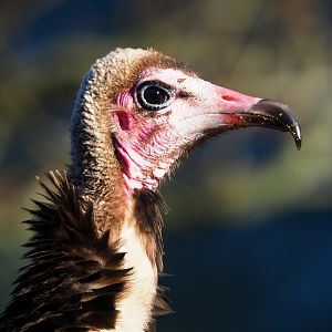 Hooded vulture (Necrosyrtes monachus), 2019-12-30