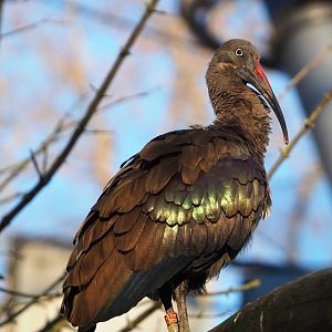 Hadada ibis (Bostrychia hagedash), 2019-12-30