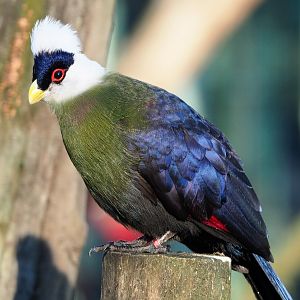 White-crested turaco (Tauraco leucolophus), 2019-12-30