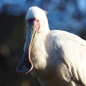 African spoonbill (Platalea alba), 2019-12-30