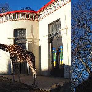 Hybrid giraffes feeding on branches by the Egyptian Temple, 2019-12-30