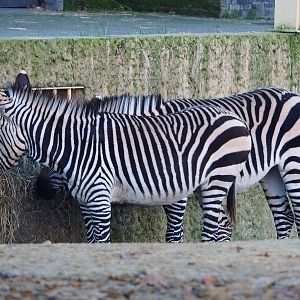 Hartmann mountain zebras (Equus zebra hartmannae), 2019-12-30