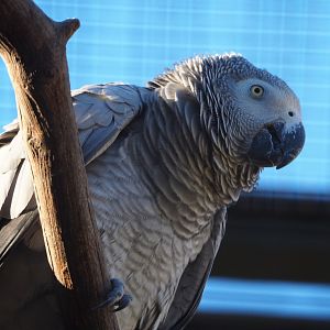 Congo African grey parrot (Psittacus erithacus erithacus), 2019-12-30