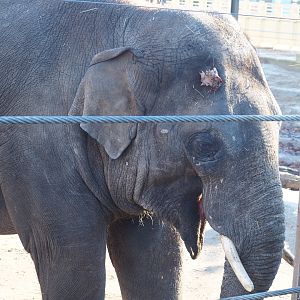 Adolescent Asian elephant bull (Elephas maximus), 2019-12-30