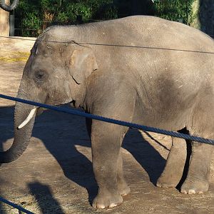 Adolescent Asian elephant bull (Elephas maximus), 2019-12-30