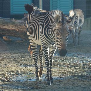 Hartmann mountain zebra (Equus zebra hartmannae), 2019-12-30