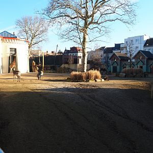 Hybrid giraffe and Hartmann mountain zebra paddock, 2019-12-30