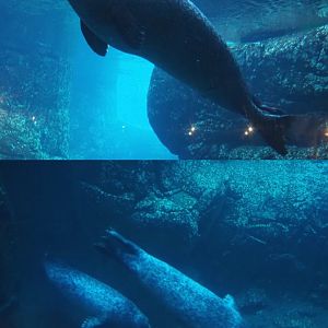 Eastern Atlantic harbor seals underwater (Phoca vitulina vitulina), 2019-12-30