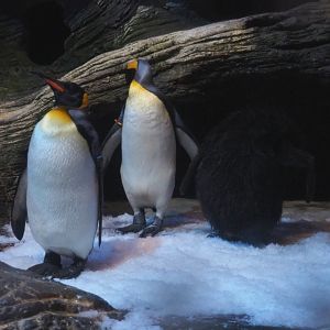 King penguins - Adults and juvenile (Aptenodytes patagonicus), 2019-12-30