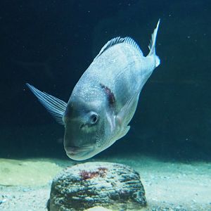 Gilthead seabream (Sparus aurata), 2019-12-30