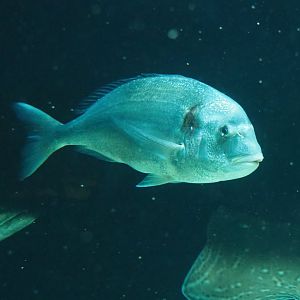 Gilthead seabream (Sparus aurata), Atlantic pollock (Pollachius pollachius) and Small-eyed ray (Raja microocellata), 2019-12-30