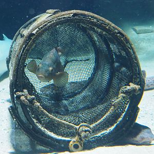 Ballan wrasse (Labrus bergylta) in mock crab/lobster pod, 2019-12-30