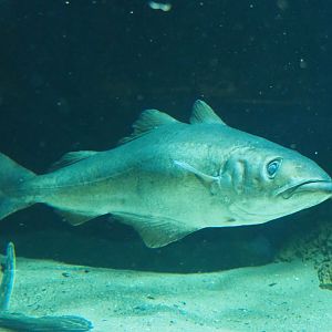 Atlantic pollock (Pollachius pollachius), 2019-12-30