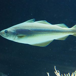 Atlantic pollock (Pollachius pollachius), 2019-12-30