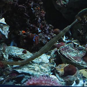 Greater pipefish (Syngnathus acus), 2019-12-30