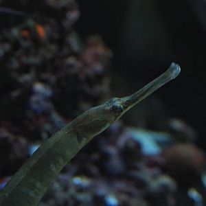 Greater pipefish (Syngnathus acus), 2019-12-30
