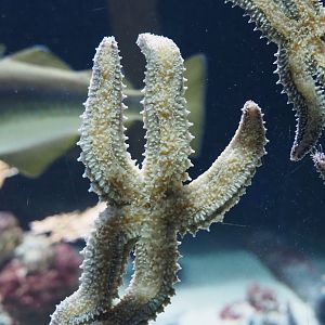 Spiny starfish (Marthasterias glacialis), 2019-12-30