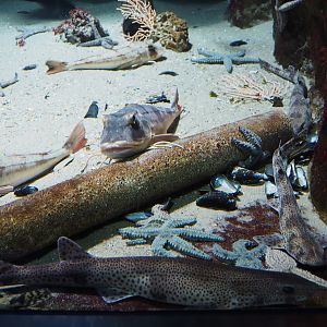 Second North sea tank species, 2019-12-30