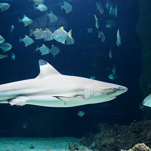 Blacktip reef shark (Carcharhinus melanopterus) and Silver moonies (Monodactylus argenteus), 2019-12-30