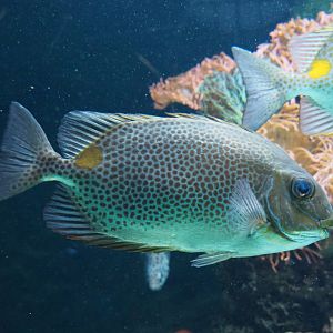 Orange-spotted spinefoot (Siganus guttatus), 2019-12-30