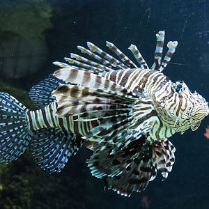 Red lionfish (Pterois volitans), 2019-12-30