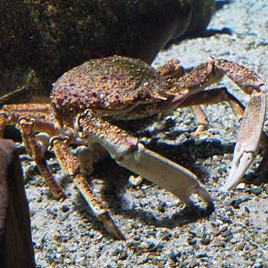 European spider crab (Maja squinado), 2019-12-30