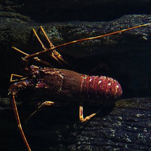 Mediterranean spiny lobster (Palinurus elephas), 2019-12-30