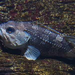 Bluemouth (Helicolenus dactylopterus), 2019-12-30