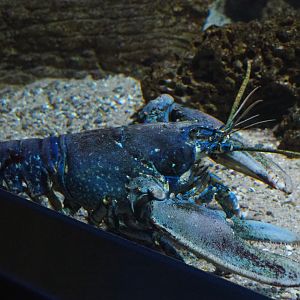 European lobster (Homarus gammarus), 2019-12-30