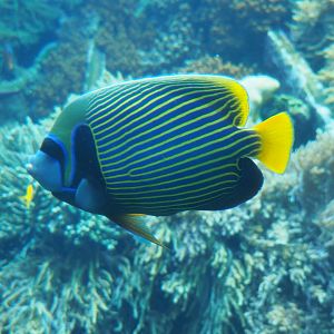 Emperor angelfish (Pomacanthus imperator), 2019-12-30
