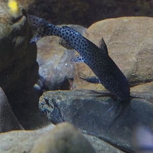 Malawi squeaker or Malawi Spotted catfish (Synodontis njassae), 2019-12-30