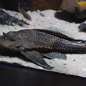 Spotted sailfin suckermouth catfish (Pterygoplichthys gibbiceps), 2019-12-30