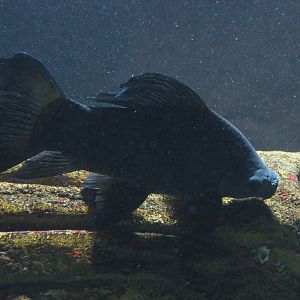 Giant black sharkminnow (Labeo chrysophekadion), 2019-12-30