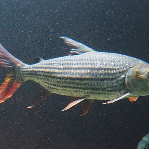 Common African tigerfish (Hydrocynus vittatus), 2019-12-30