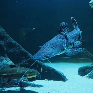 Ripsaw catfish (Oxydoras niger) and Tiger sorubim (Pseudoplatystoma tigrinum), 2019-12-30