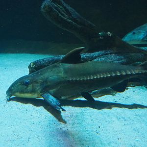 Ripsaw catfish (Oxydoras niger), 2019-12-30