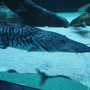Tiger sorubim (Pseudoplatystoma tigrinum), 2019-12-30