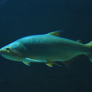 Golden Dorado (Salminus brasiliensis), 2019-12-30