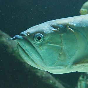 Silver arowana (Osteoglossum bicirrhosum), 2019-12-30