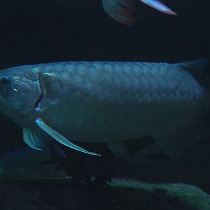 Asian bonytongue or Asian arowana (Scleropages formosus), 2019-12-30