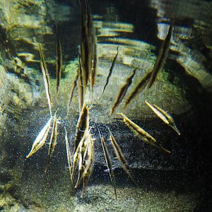 Jointed razorfish (Aeoliscus strigatus), 2019-12-30