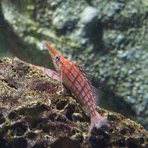 Longnose hawkfish (Oxycirrhites typus), 2019-12-30