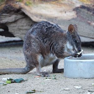 Parma wallaby (Macropus parma), 2019-12-30