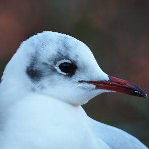 Wild Black-headed gull (Chroicocephalus ridibundus), 2019-12-30