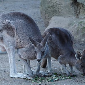Eastern grey kangaroos (Macropus giganteus), 2019-12-30